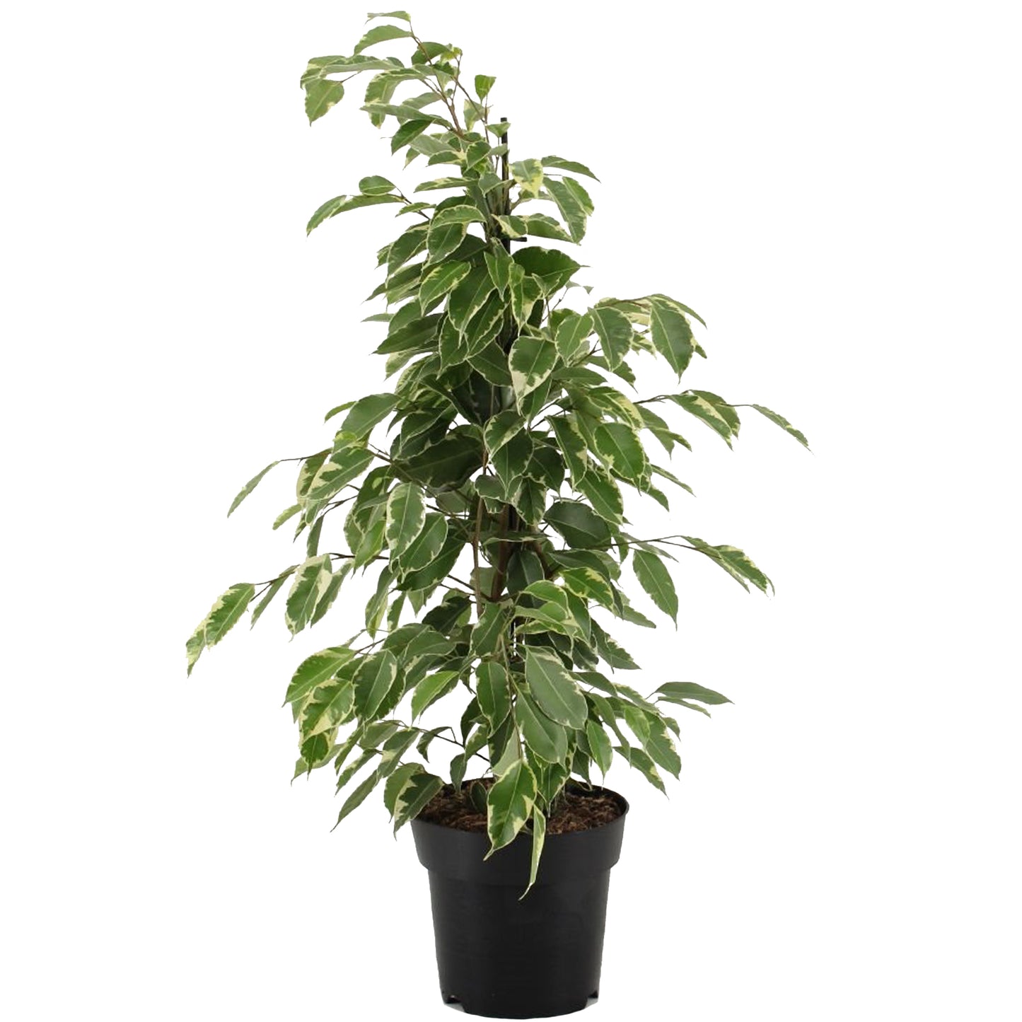 Ficus benjamina Golden King (12cm) V1