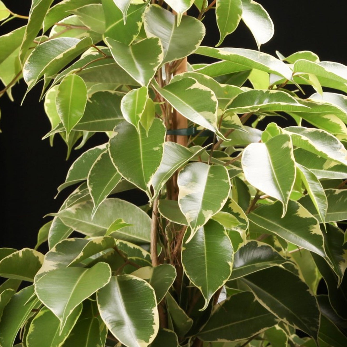 Ficus benjamina Golden King (12cm) V1