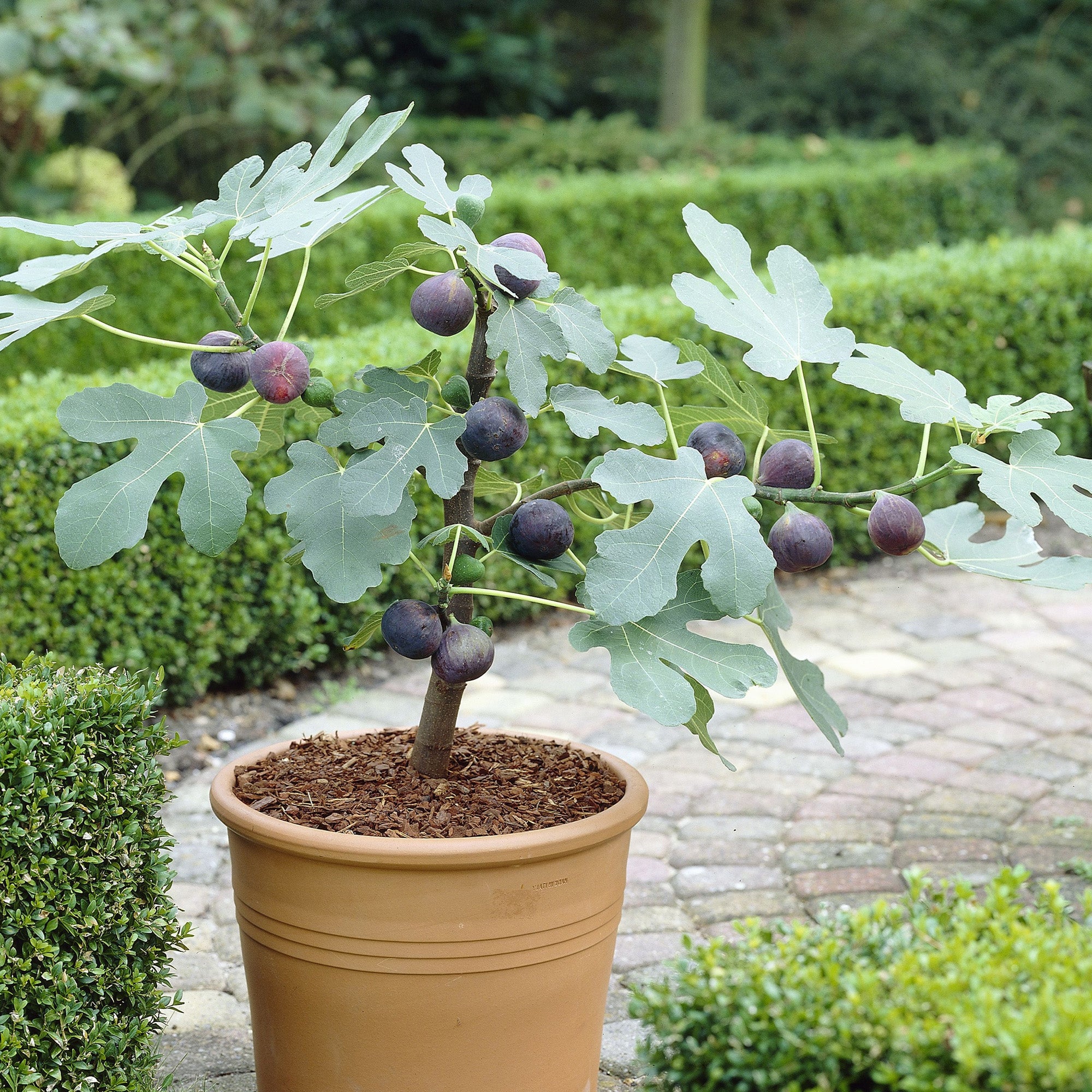 Ficus Little Miss Figgy – 247plants