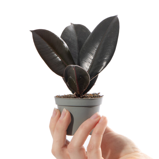 Baby Plants - Ficus Robusta