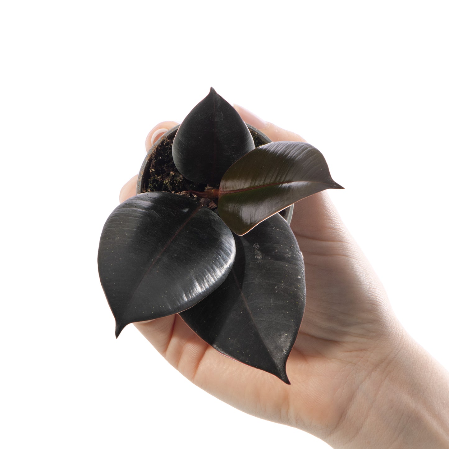 Baby Plants - Ficus Robusta