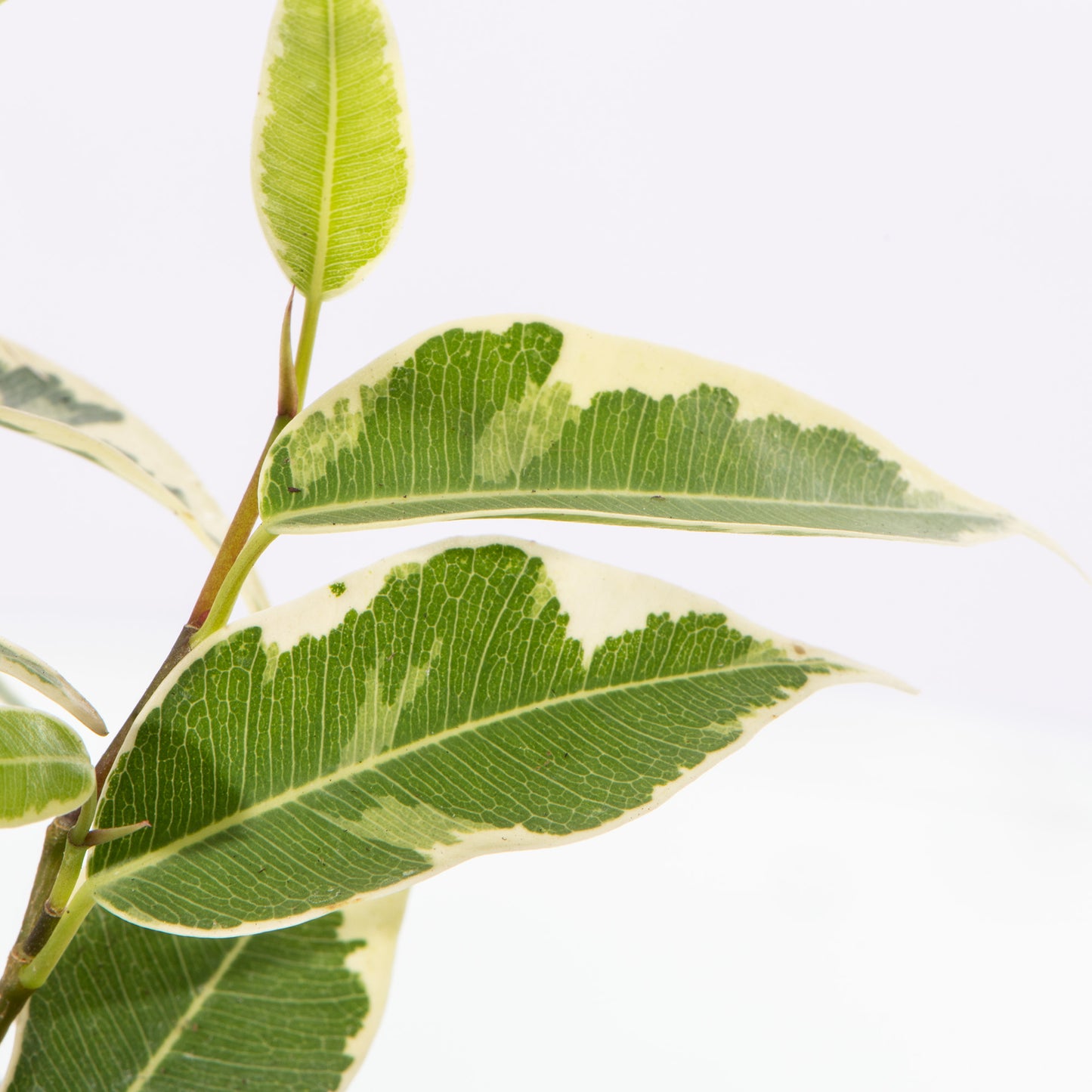 Baby Plants - Ficus Samantha