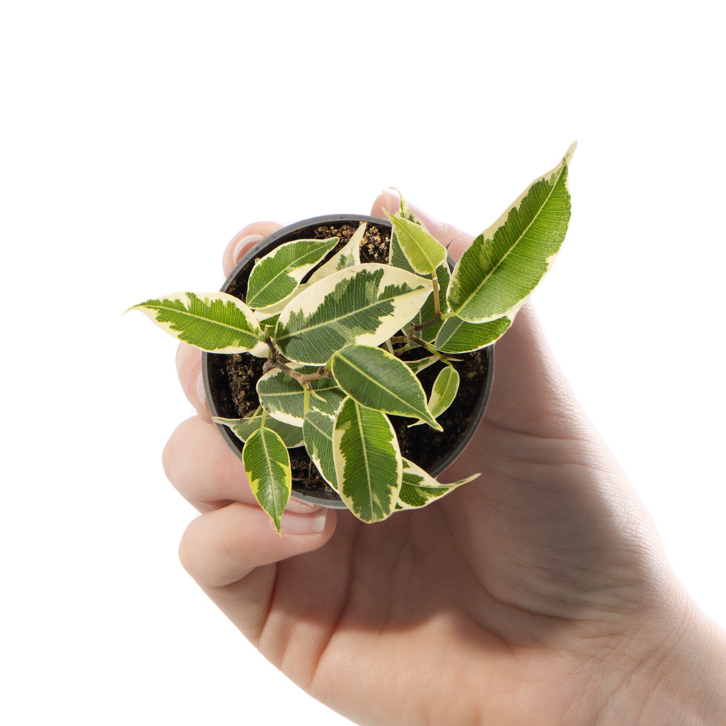 Baby Plants - Ficus Samantha