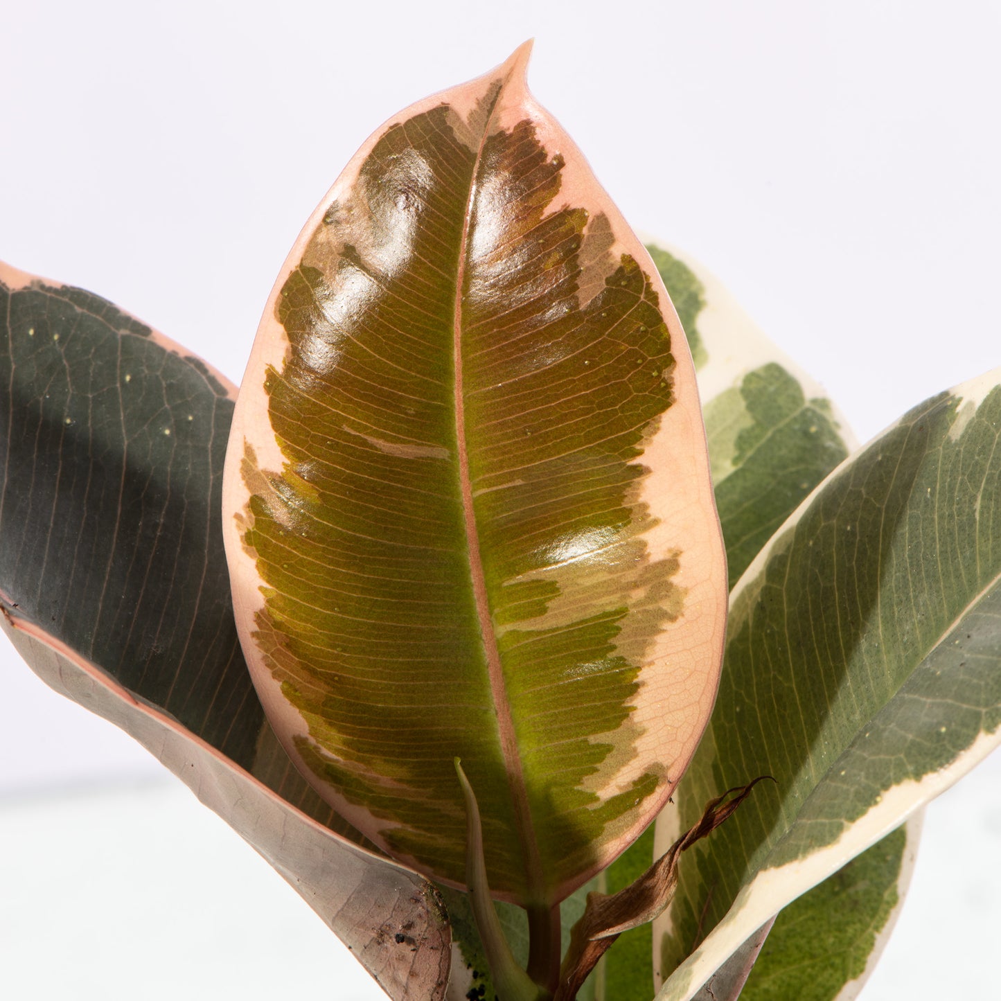 Baby Plants - Ficus Tineke