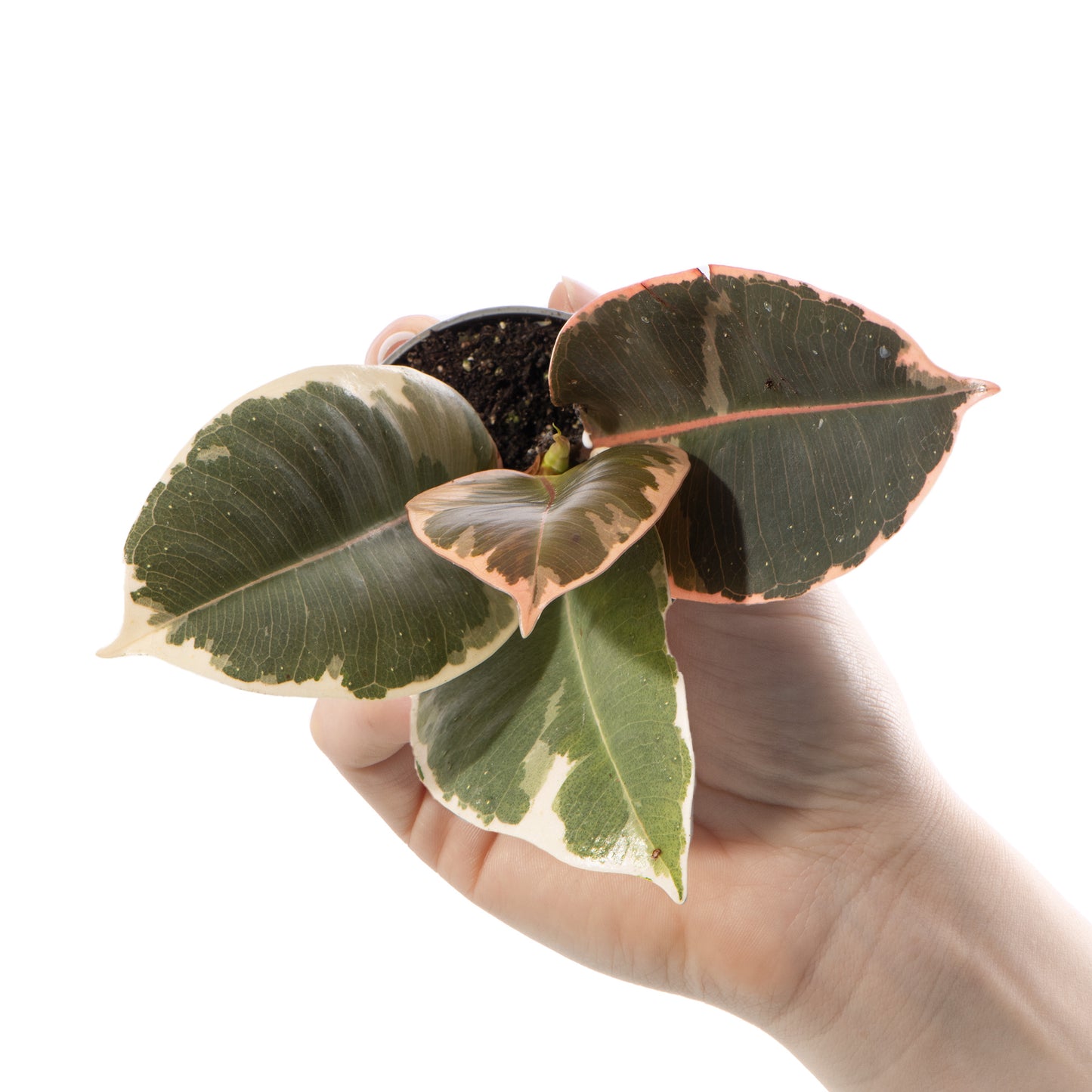 Baby Plants - Ficus Tineke