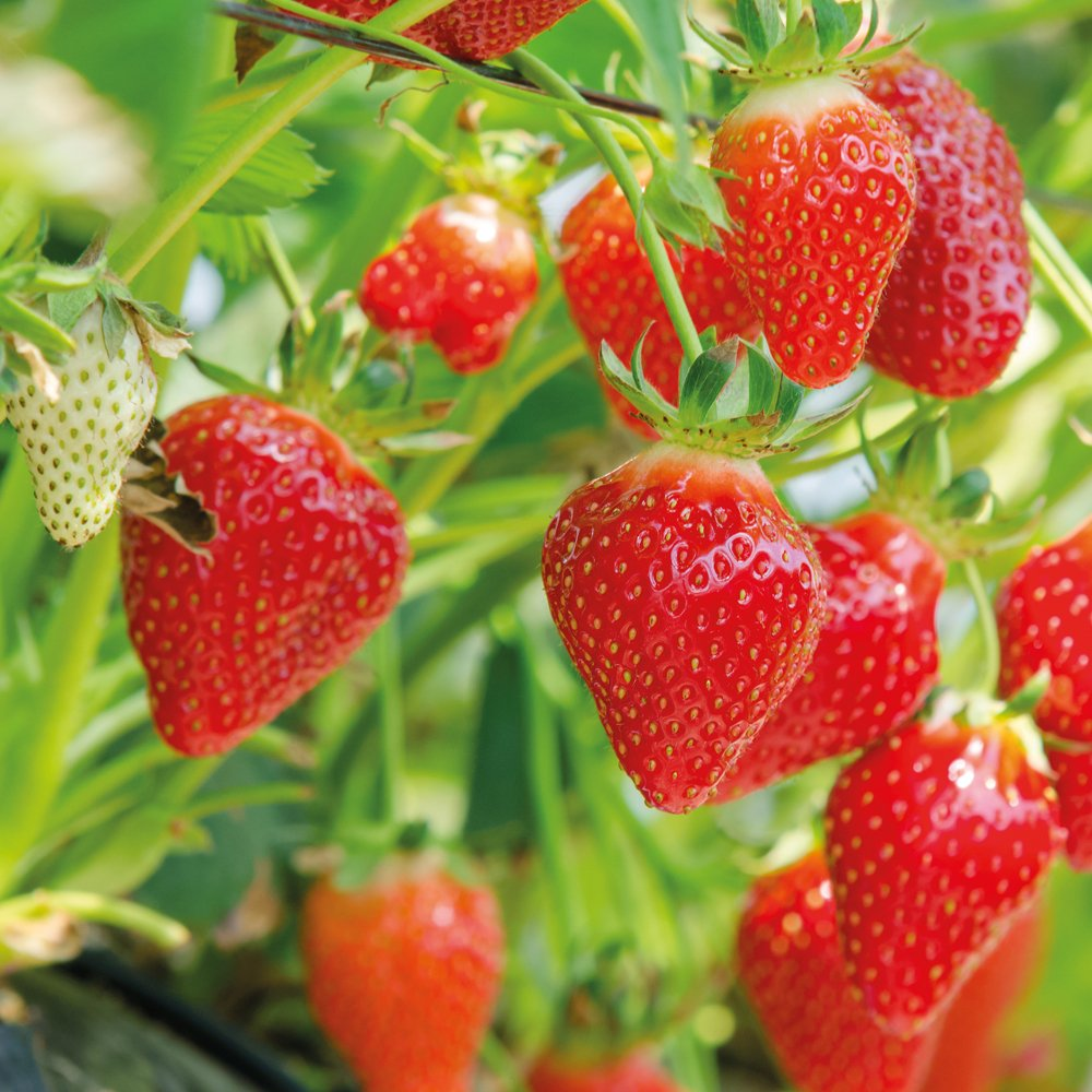 Strawberry Flamenco (Bare Root, 5-25 Plants)