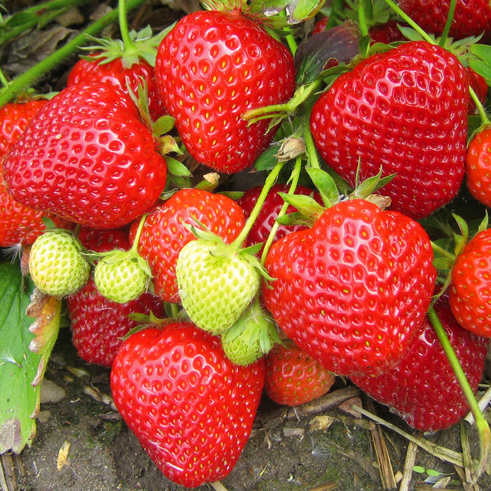 Strawberry Flamenco (Bare Root, 5-25 Plants)