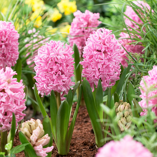 Outdoor Hyacinth Fondant -MASTER-