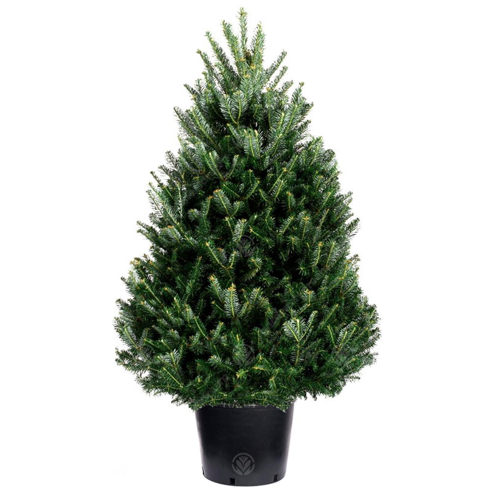 Fraser Fir Pot Grown Christmas Trees