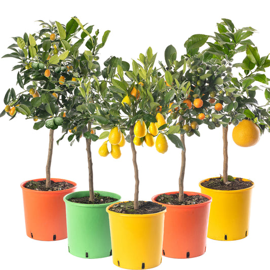 Citrus Trees