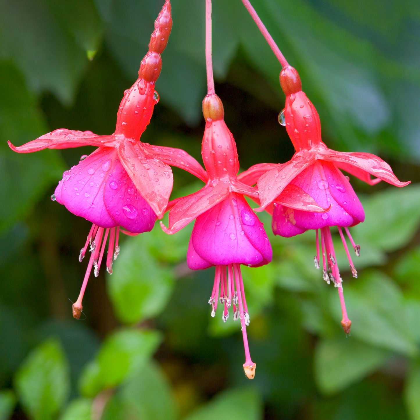 Fuchsia Beacon