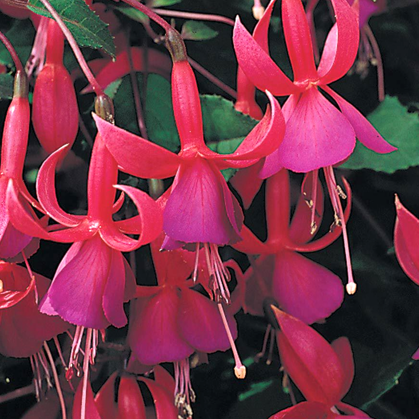 Fuchsia Beacon