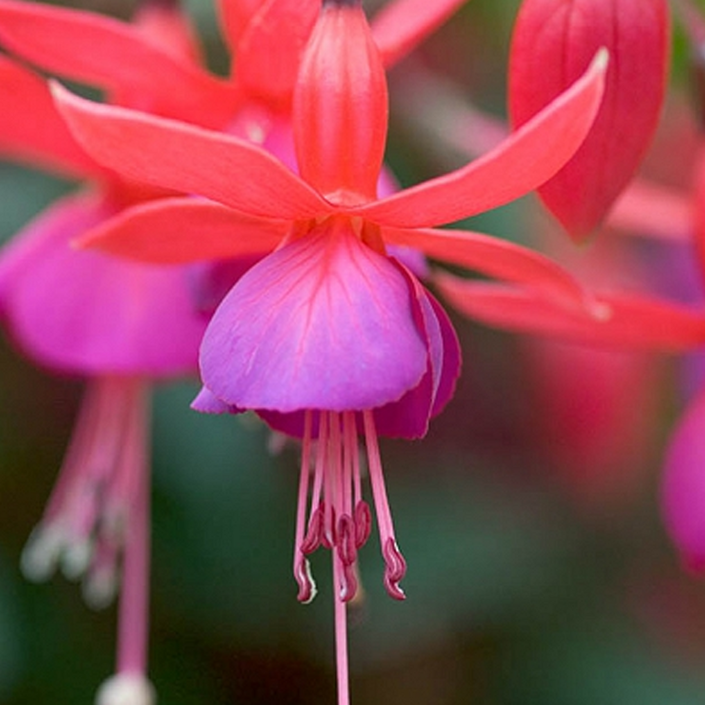 Fuchsia Beacon