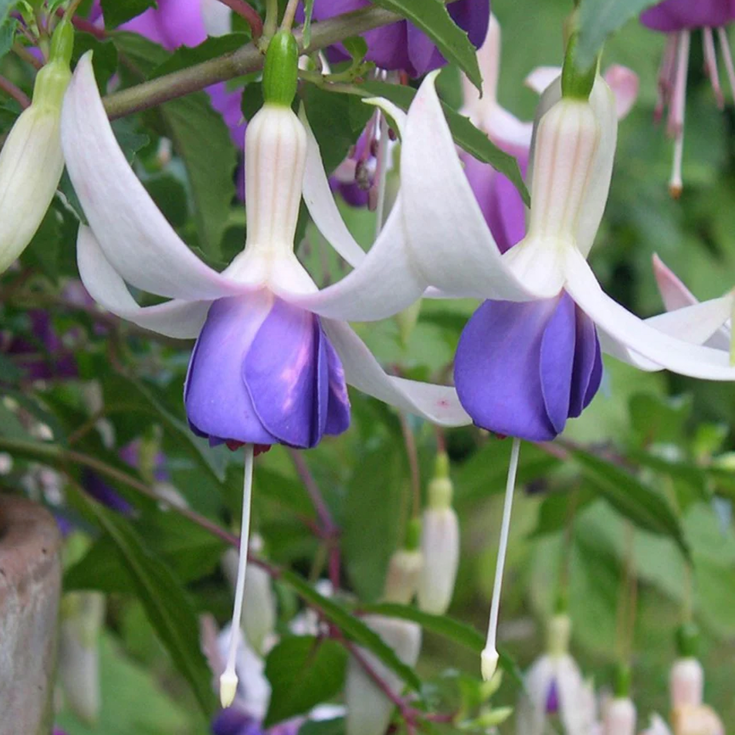 Fuchsia Deltas Sarah