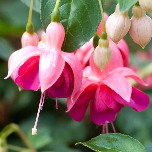 Fuchsia Garden News
