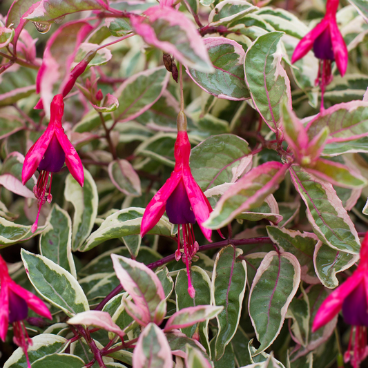Fuchsia Sunray