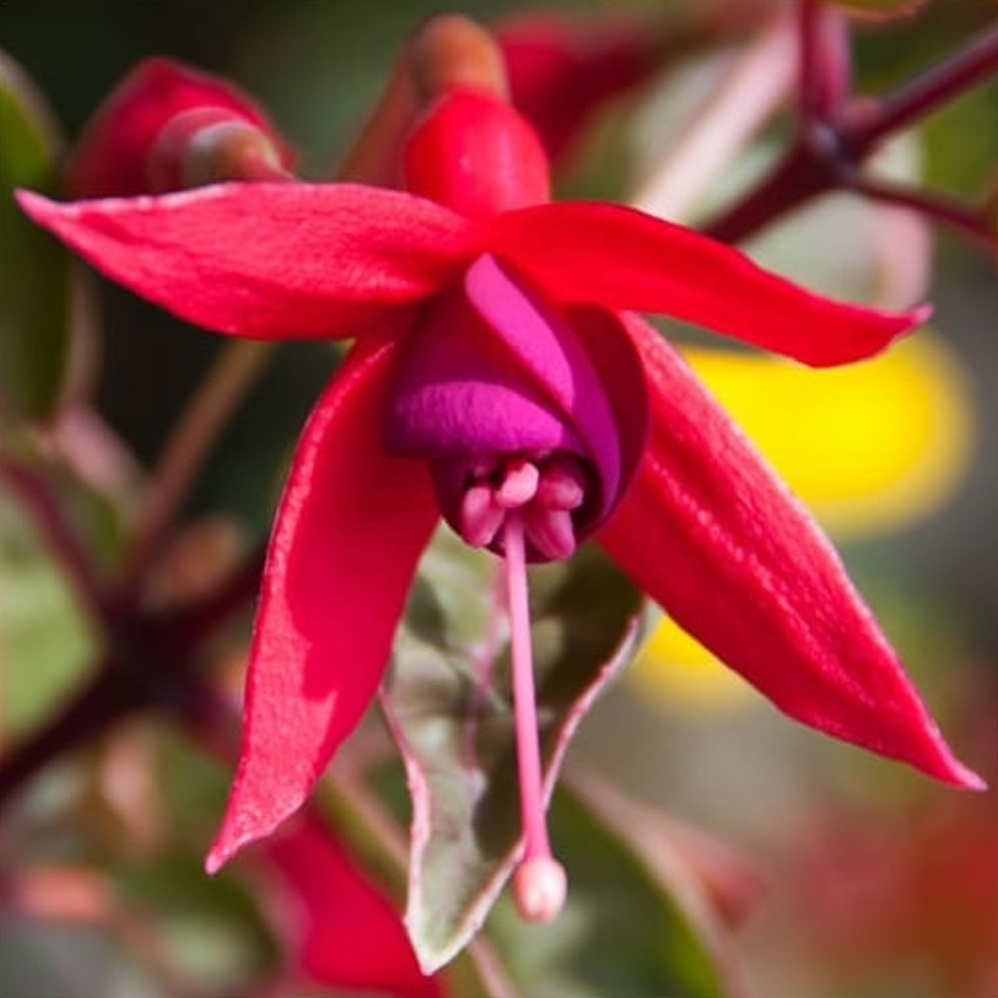 Fuchsia Sunray