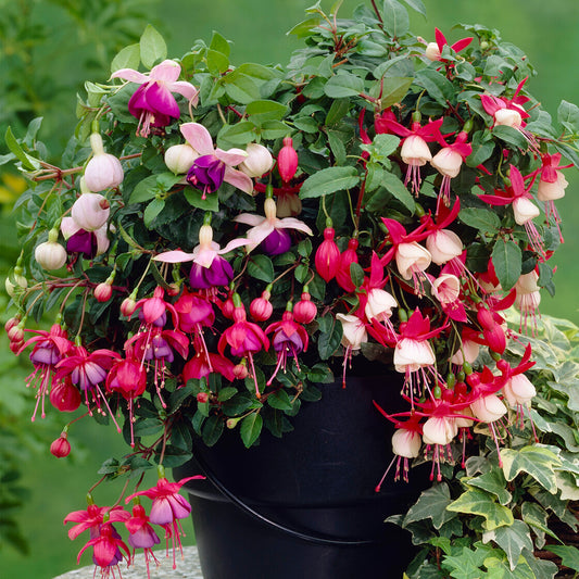 Fuchsia Collection (9cm, Pack of 3)