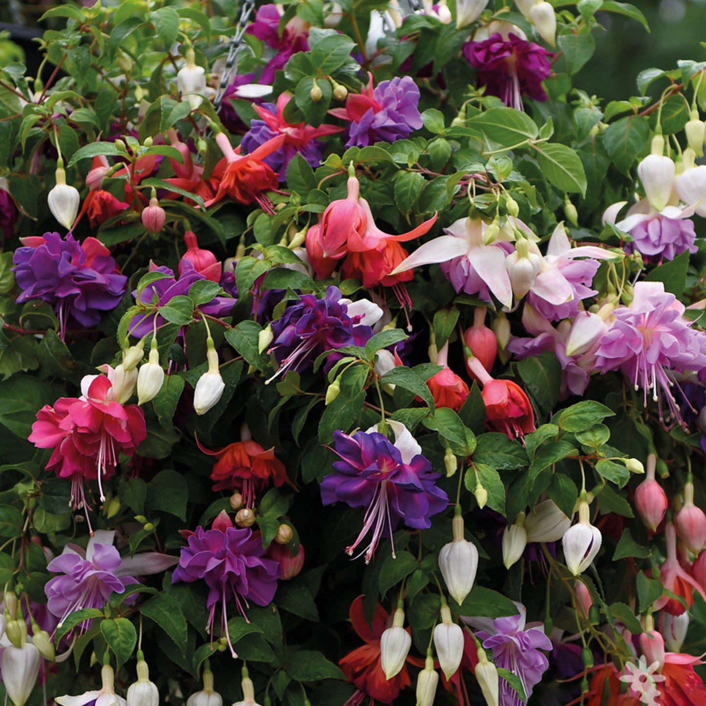 Fuchsia Collection (9cm, Pack of 3)