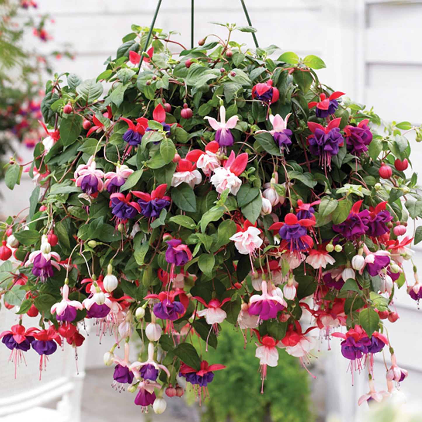 Fuchsia Collection (9cm, Pack of 3)