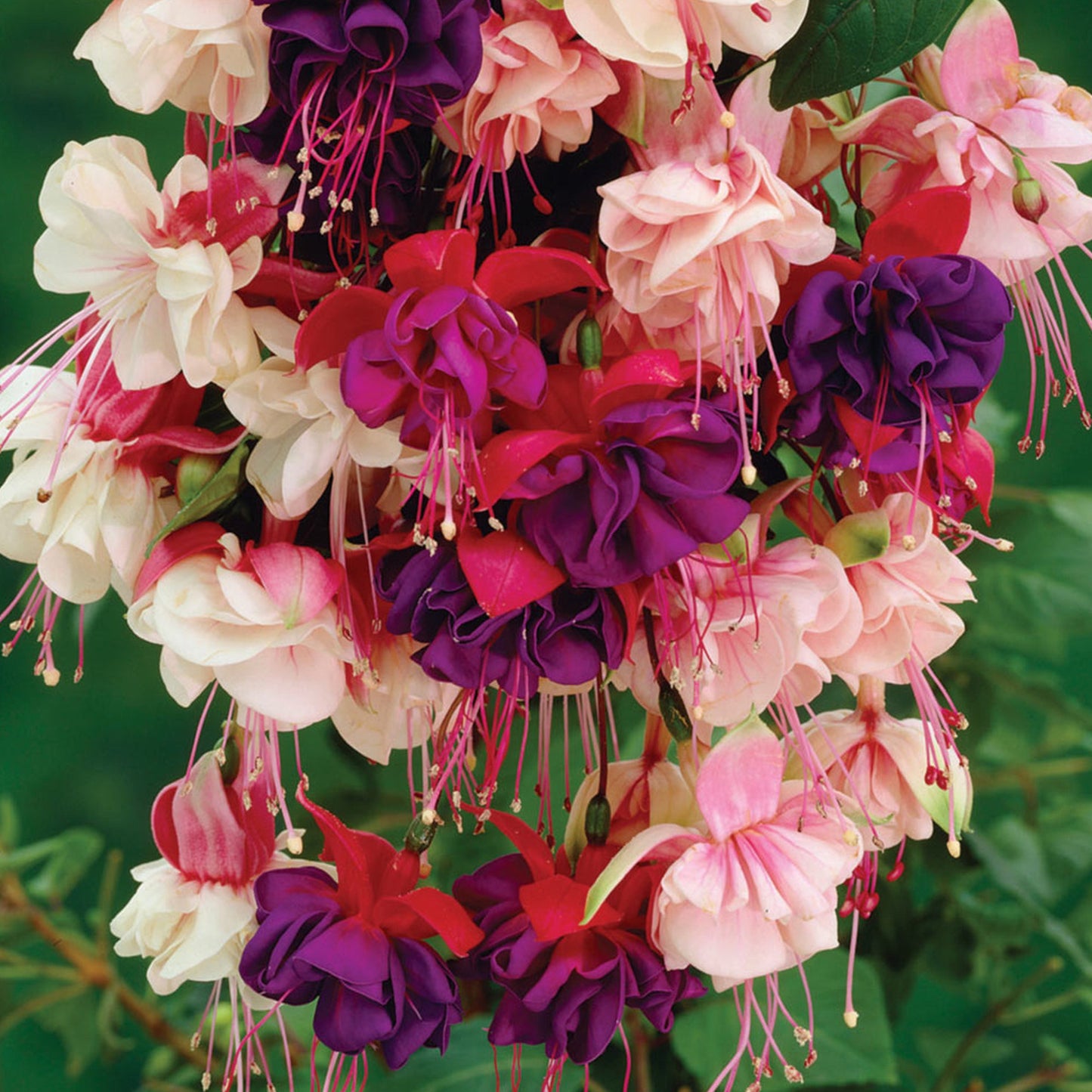 Fuchsia Collection (9cm, Pack of 3)