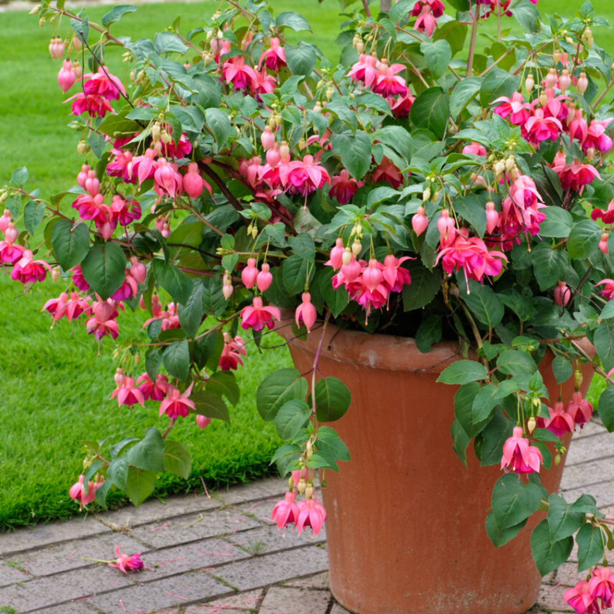Fuchsia Garden News