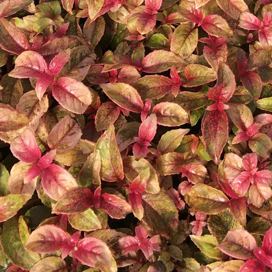 Fuchsia Happy Birthday