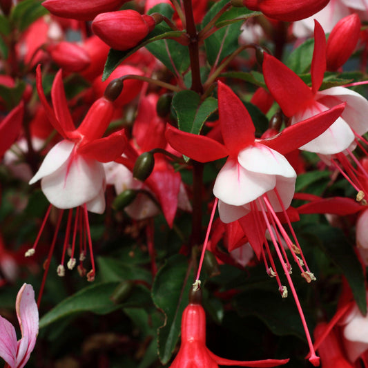 Fuchsia Skyrocket