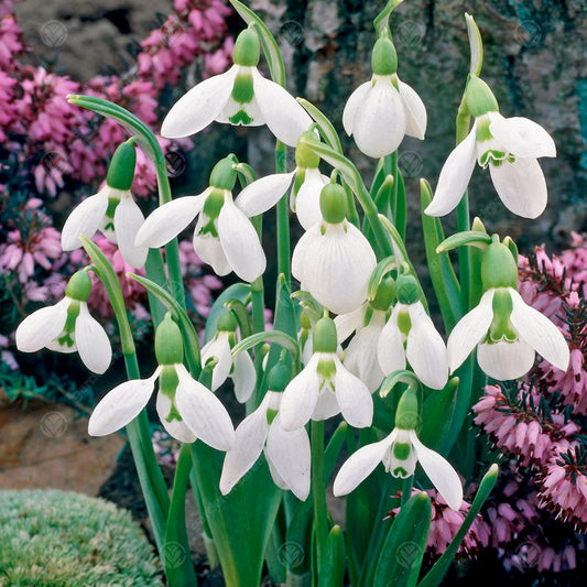 Galanthus Elwesii -MASTER-