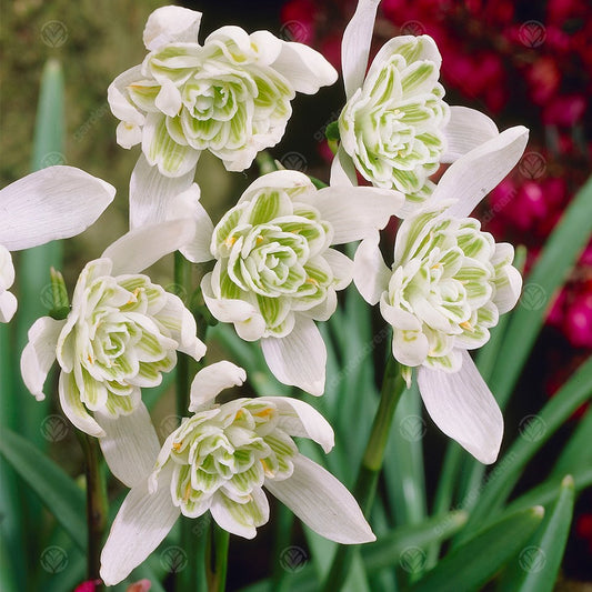 Galanthus Nivalis Flore Pleno -MASTER-