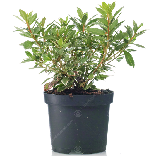 Azalea Hotshot