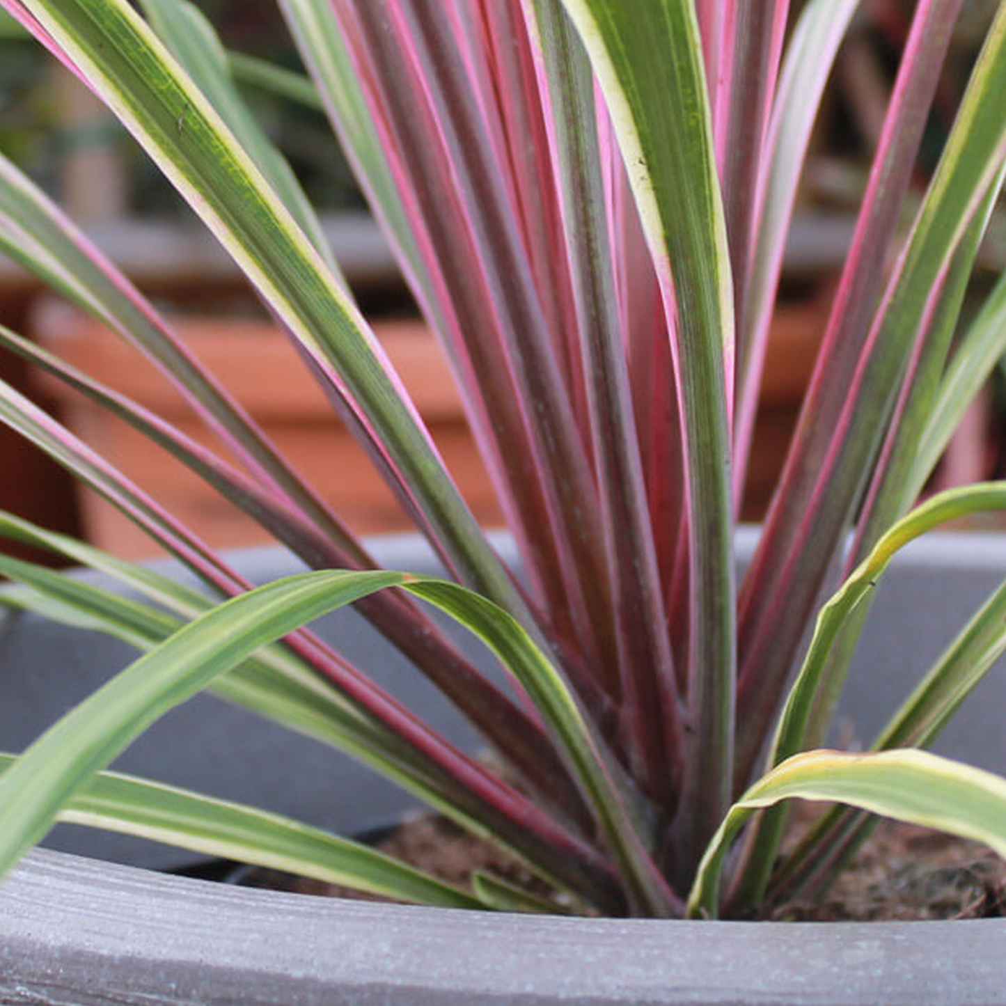 Cordyline Can Can (9cm)