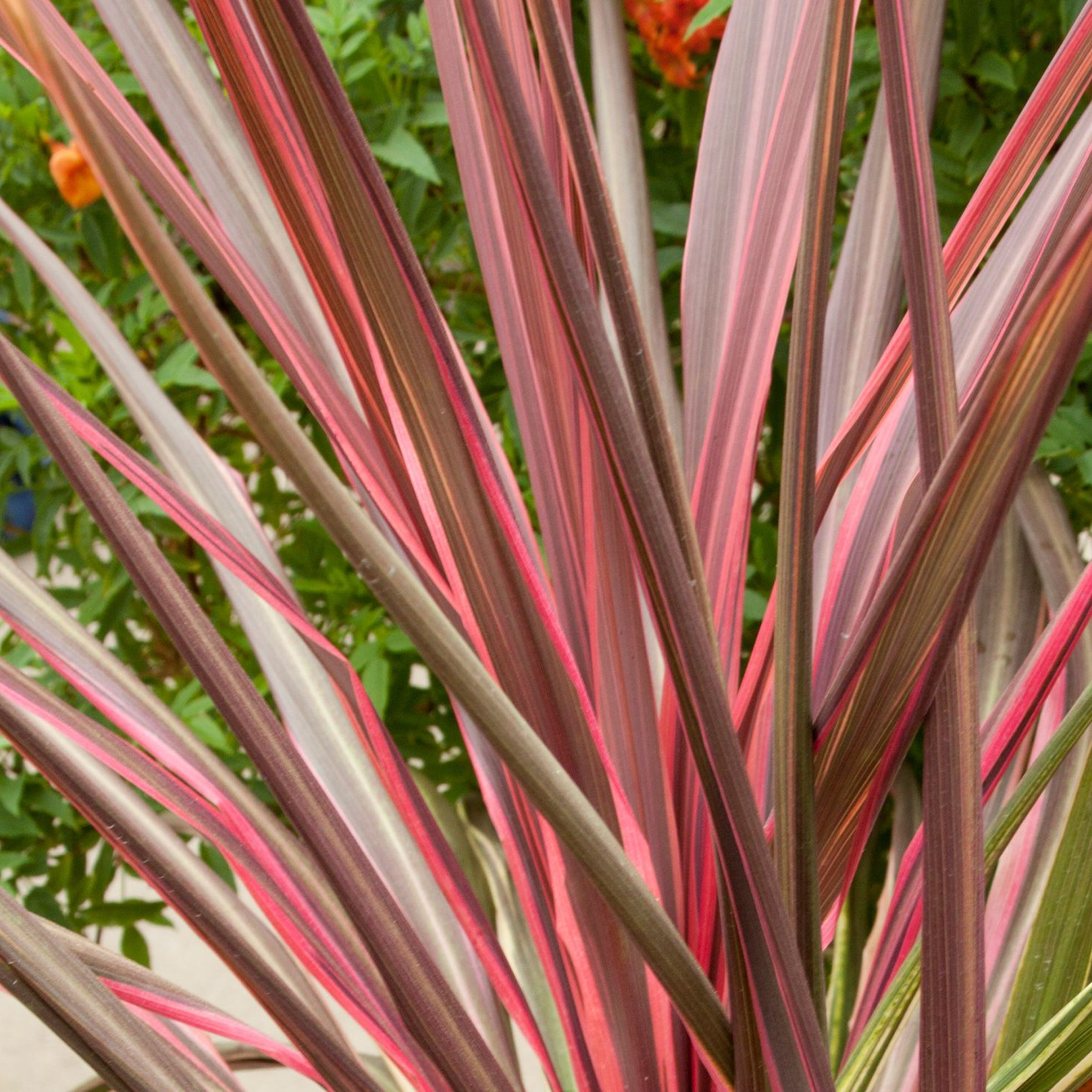 Cordyline Can Can (9cm)