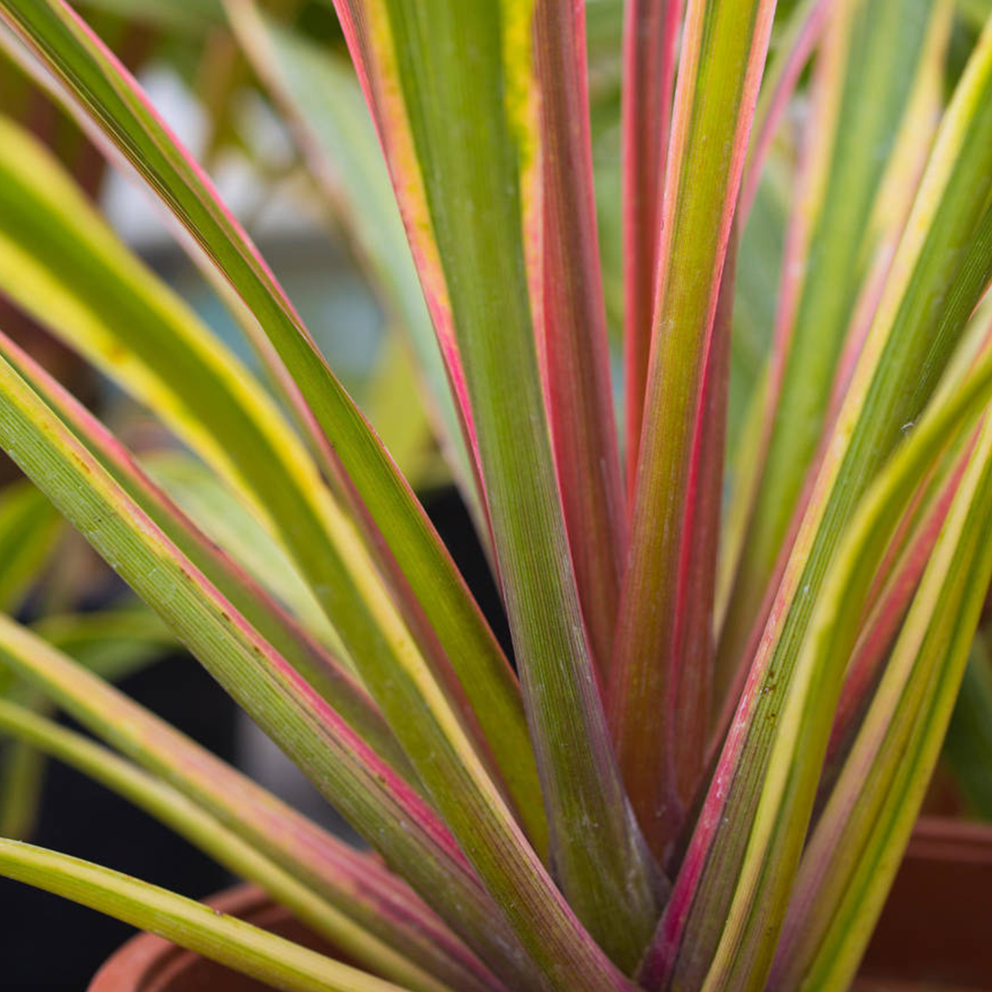 Cordyline Can Can (9cm)