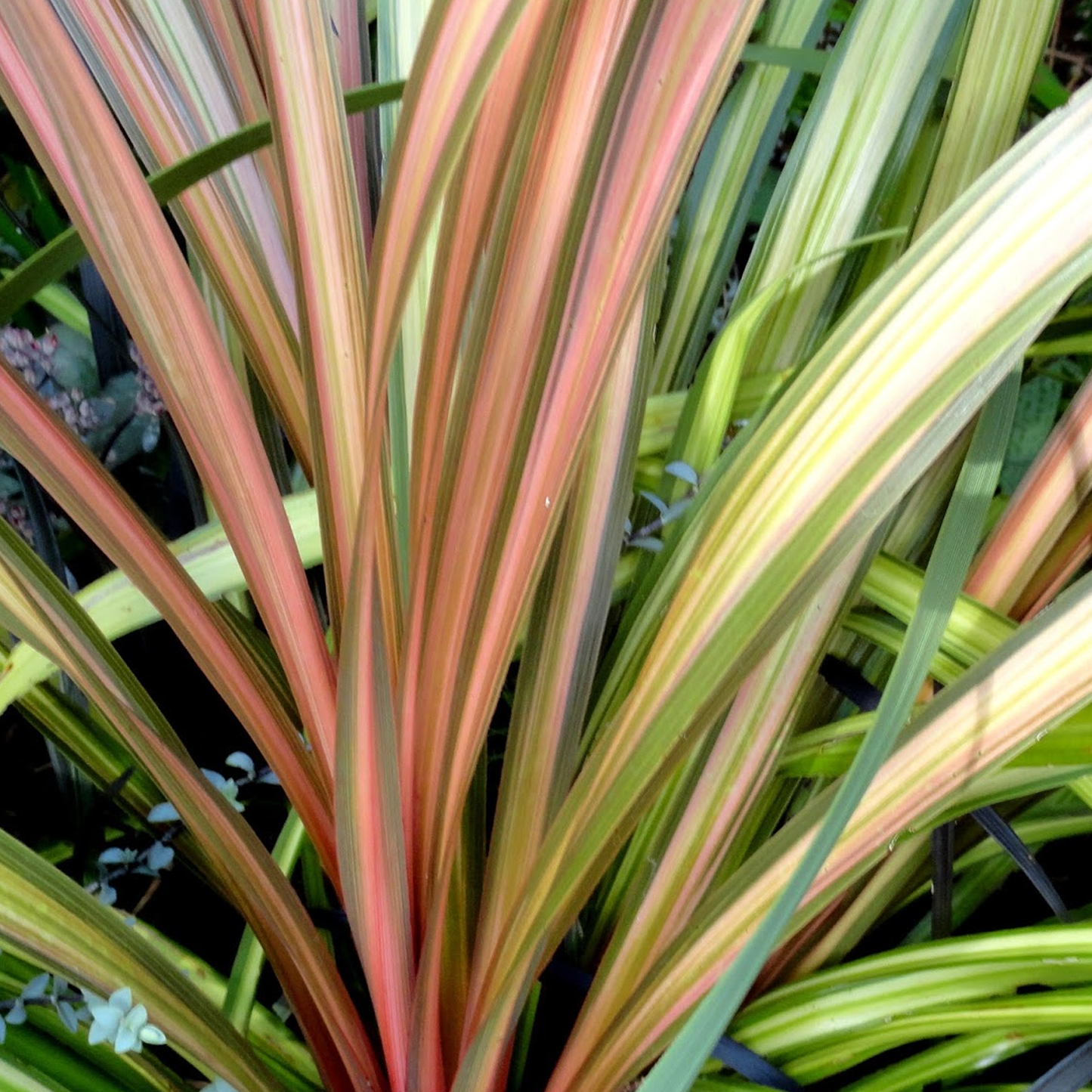 Cordyline Can Can (9cm)