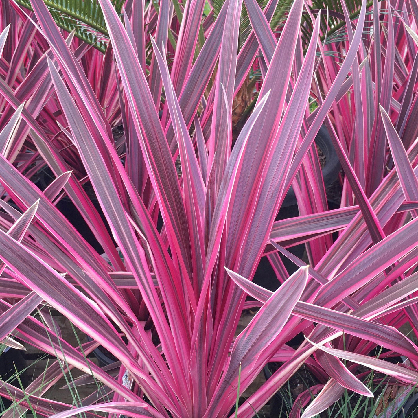 Cordyline Pink Passion (9cm)