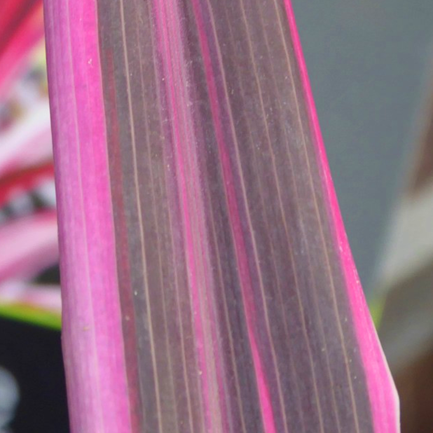 Cordyline Pink Passion (9cm)