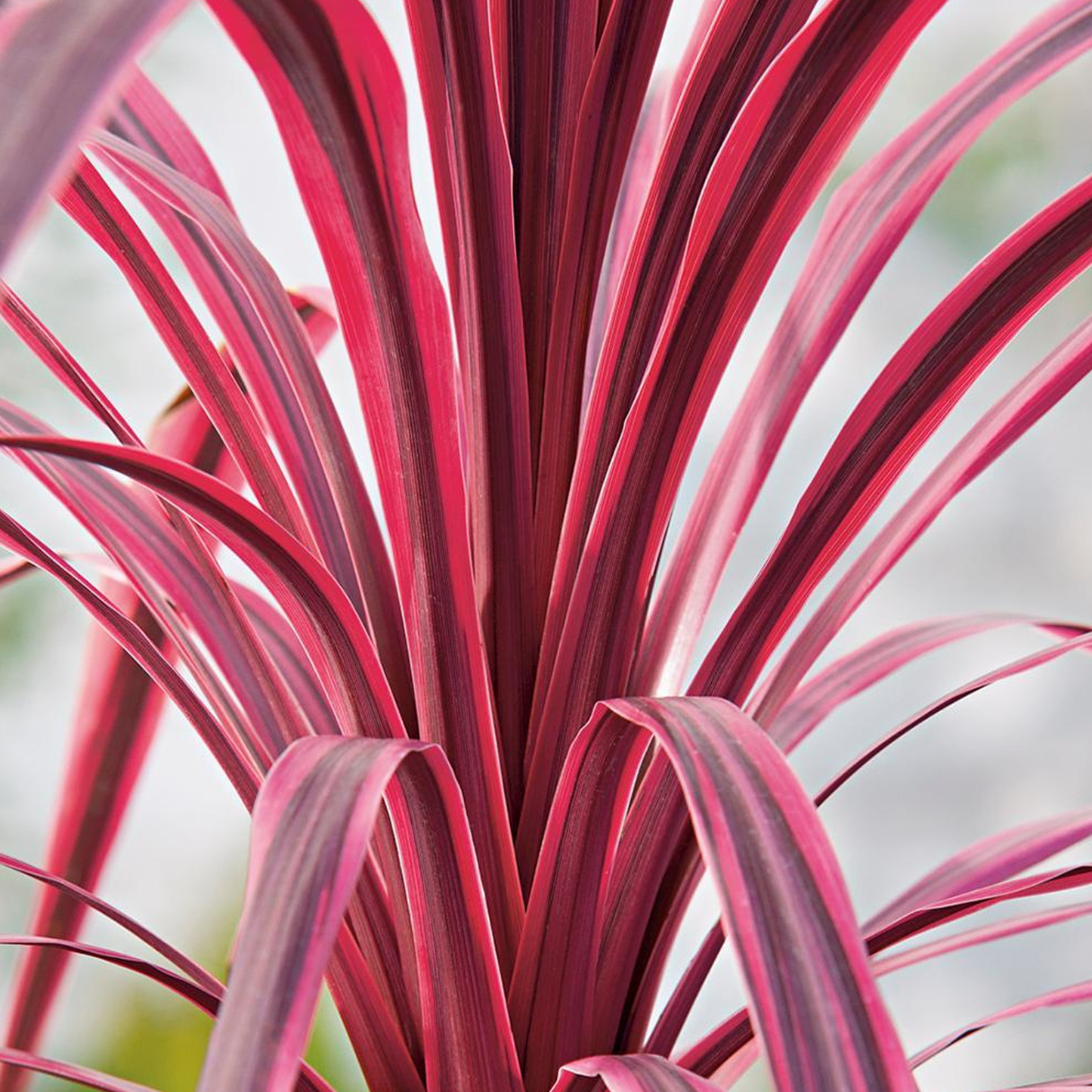 Cordyline Pink Passion (9cm)