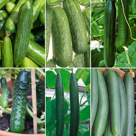 Cucumber Seeds - Grow your Own