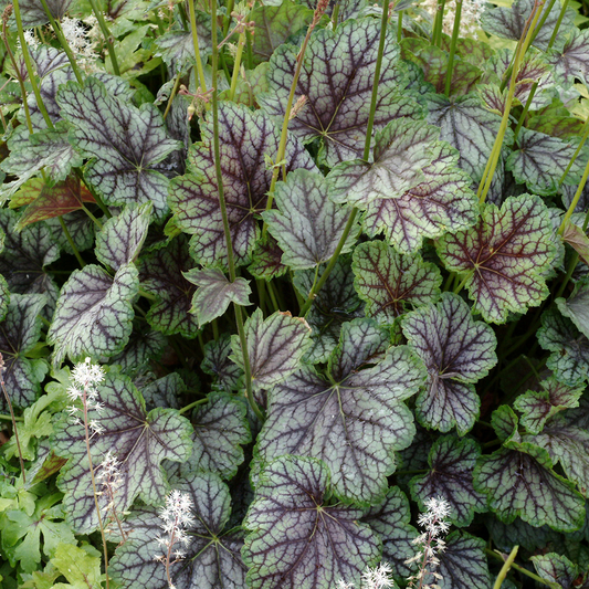 Heuchera Green Spice