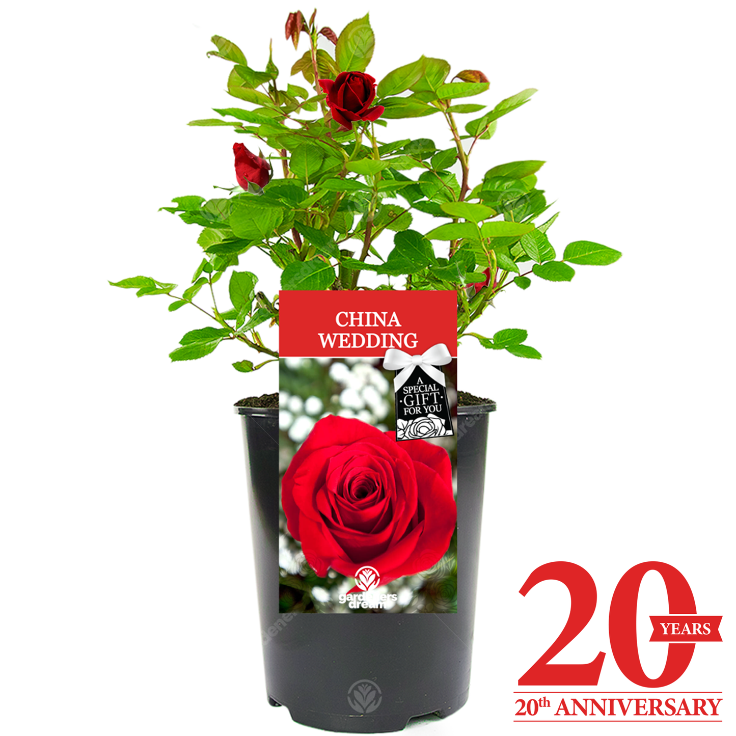 WEDDING ANNIVERSARY - Anniversary Rose Bush (Various Years)