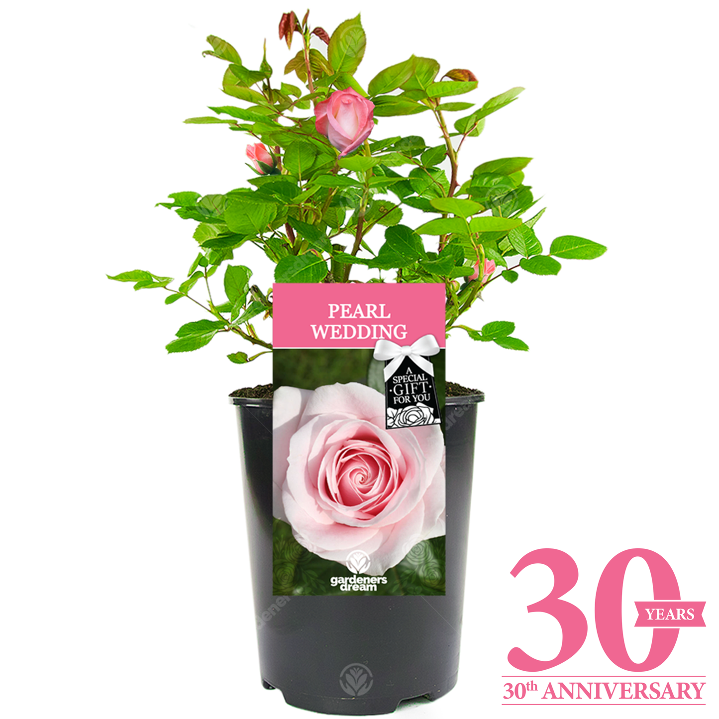 WEDDING ANNIVERSARY - Anniversary Rose Bush (Various Years)