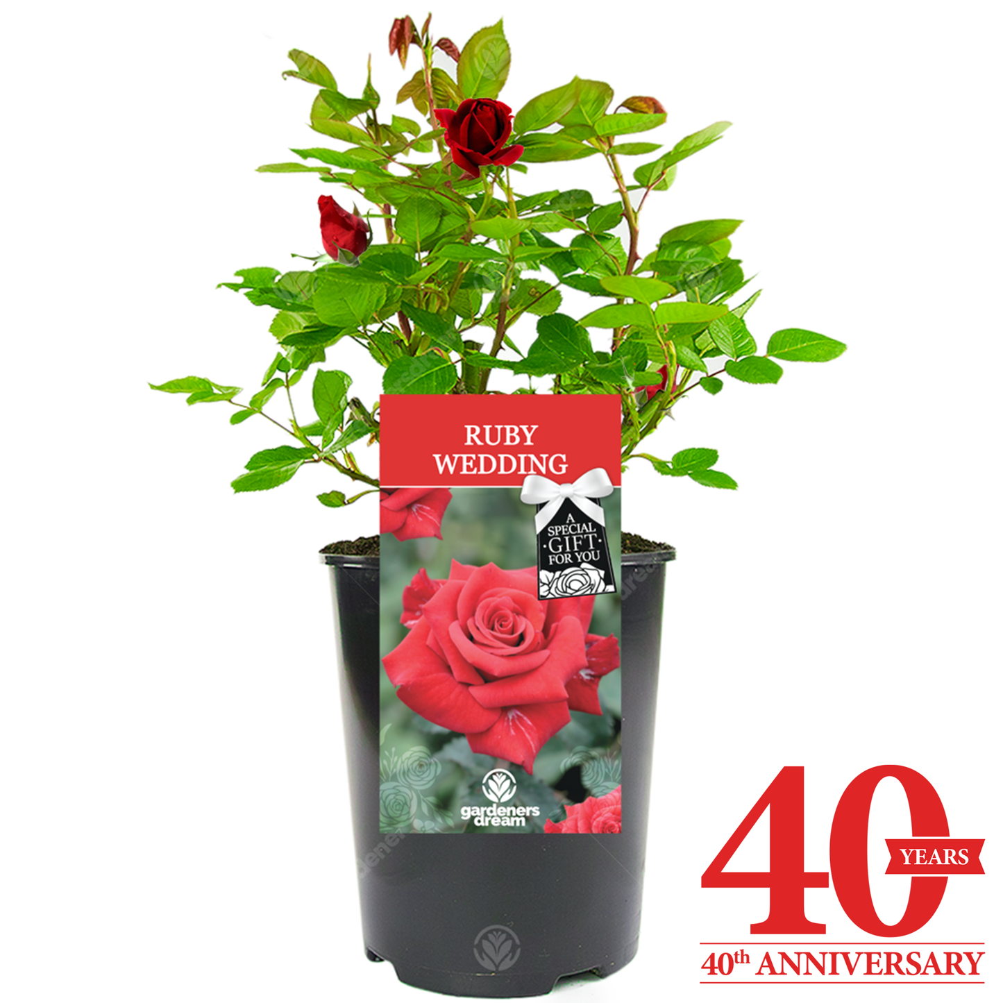 WEDDING ANNIVERSARY - Anniversary Rose Bush (Various Years)