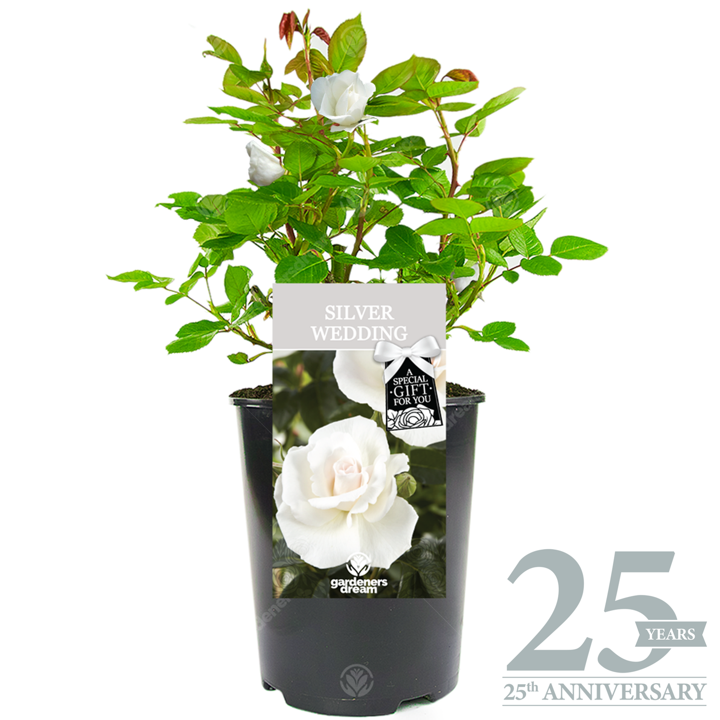 WEDDING ANNIVERSARY - Anniversary Rose Bush (Various Years)