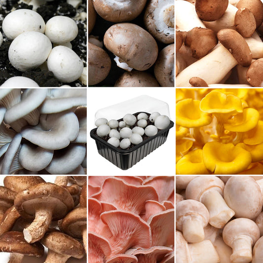 Grow Your Own Mushrooms Kit (3L)