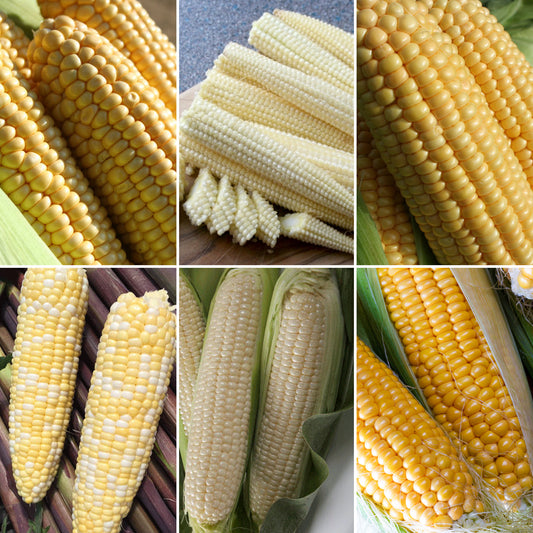 Sweetcorn Seeds - Grow your Own