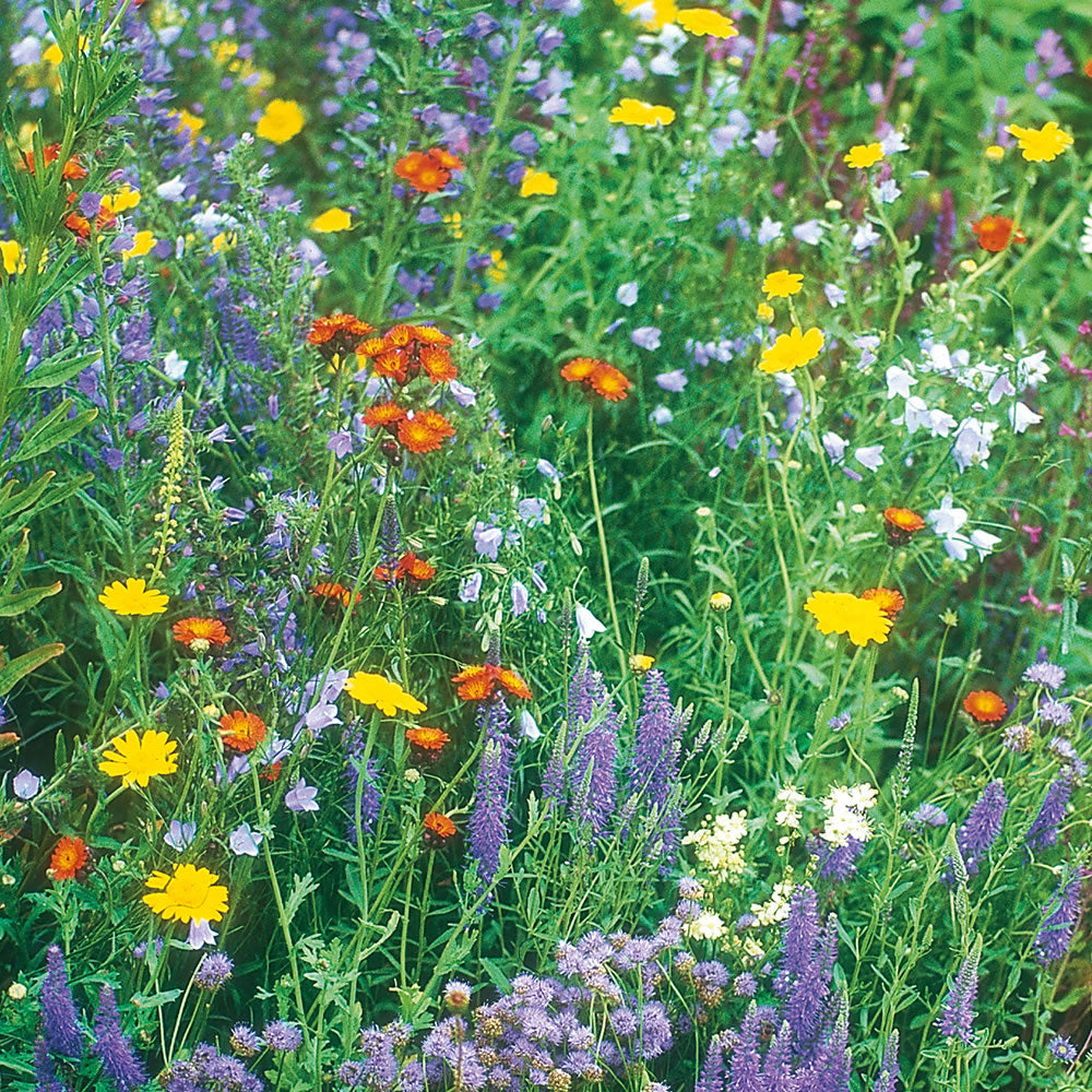 100% Wildflower Seeds - Bees & Butterfly Mix