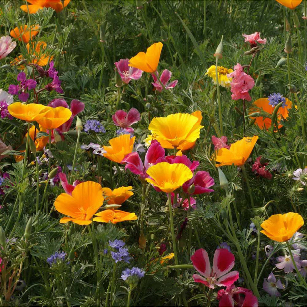 100% Wildflower Seeds - Bees & Butterfly Mix