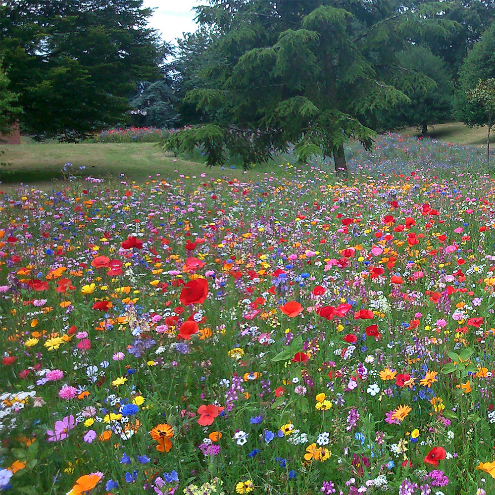 100% Wildflower Seeds - Bees & Butterfly Mix