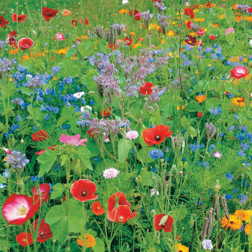 100% Wildflower Seeds - Bees & Butterfly Mix